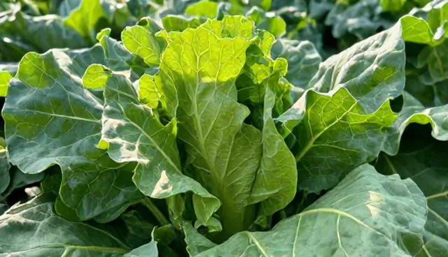 绿色蔬菜种植中的土壤改良与病虫害防治